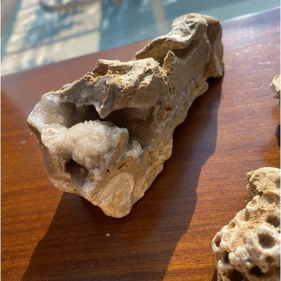 Assorted Fossils & Rocks 🪨🪸 - Picture 7 of 15